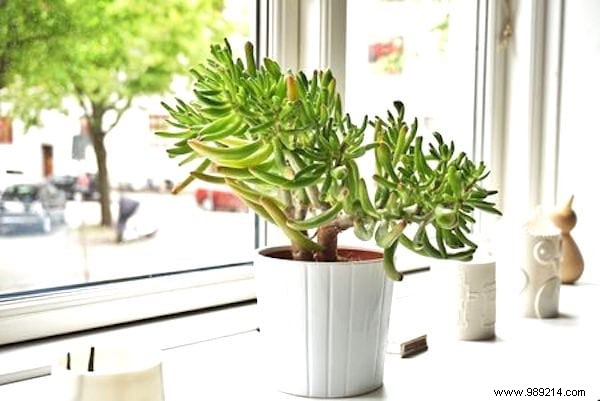 7 Common Reasons Your Succulents Are Dying (and How to Save Them)