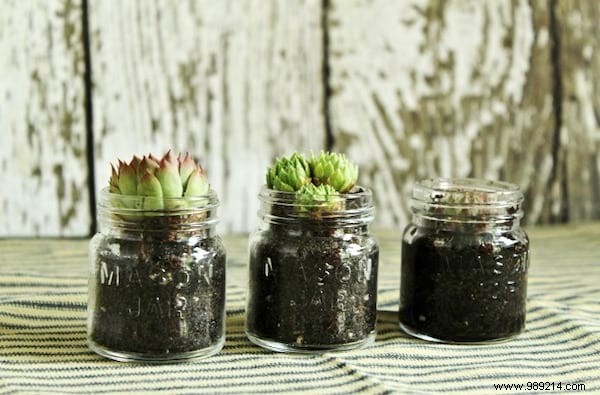 7 Common Reasons Your Succulents Are Dying (and How to Save Them)