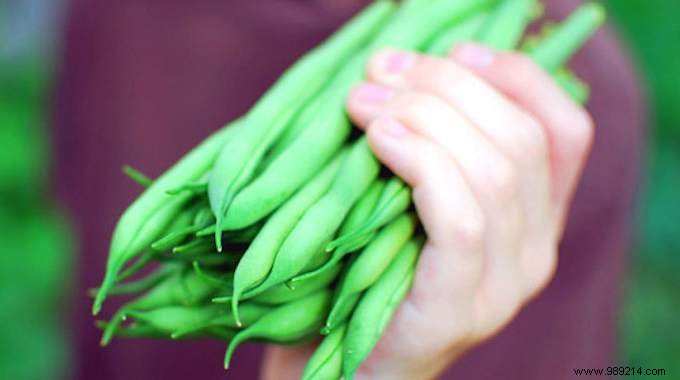 10 Proven Tips for Growing Tender, Delicious Green Beans at Home