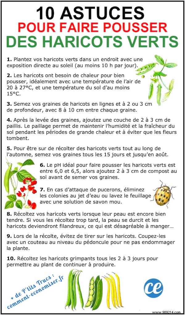 10 Proven Tips for Growing Tender, Delicious Green Beans at Home