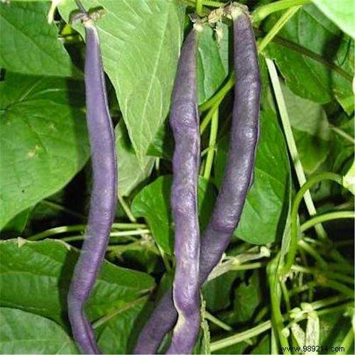 10 Proven Tips for Growing Tender, Delicious Green Beans at Home