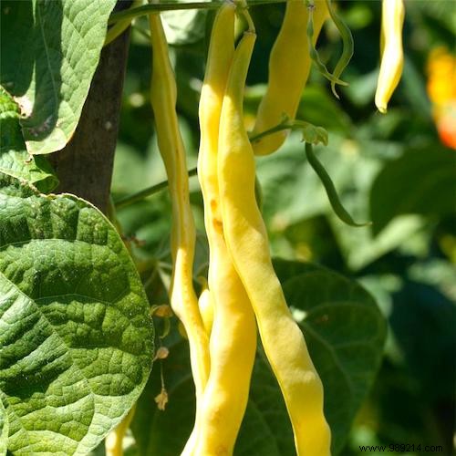 10 Proven Tips for Growing Tender, Delicious Green Beans at Home