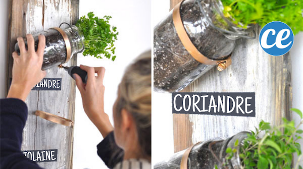 Transform Old Glass Jars into a Stylish Kitchen Herb Garden: Easy DIY Guide