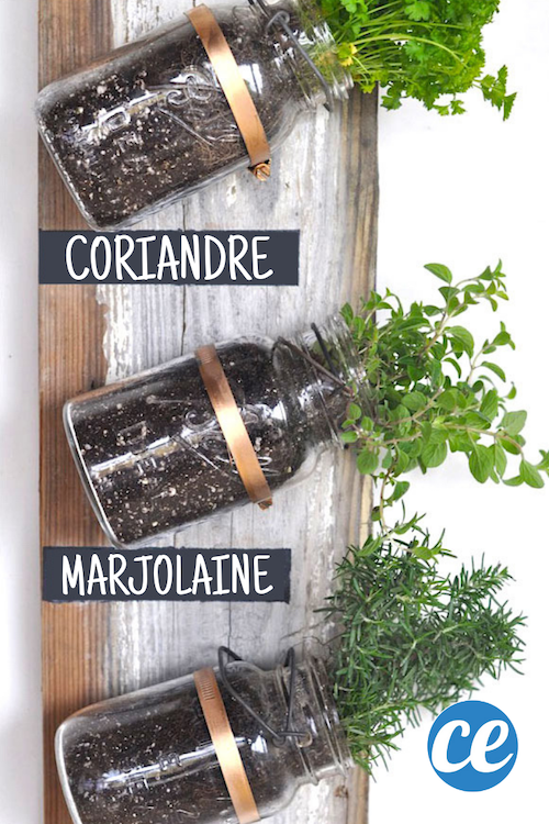 Transform Old Glass Jars into a Stylish Kitchen Herb Garden: Easy DIY Guide