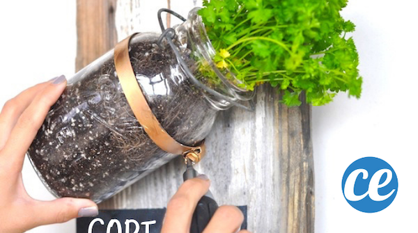 Transform Old Glass Jars into a Stylish Kitchen Herb Garden: Easy DIY Guide