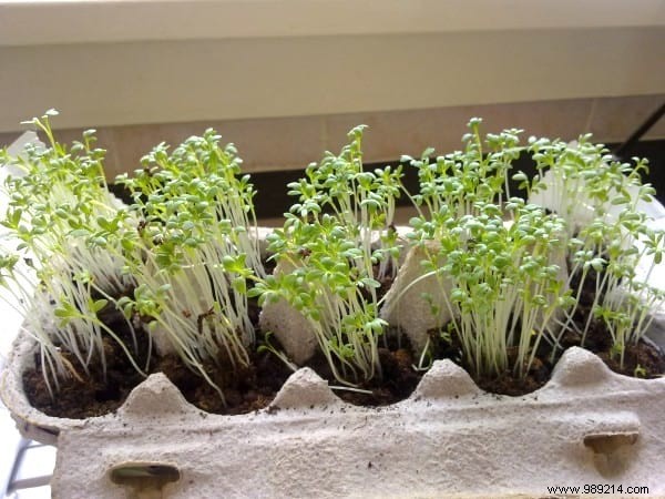 20 Genius Recycling Ideas to Save Money and Transform Your Garden