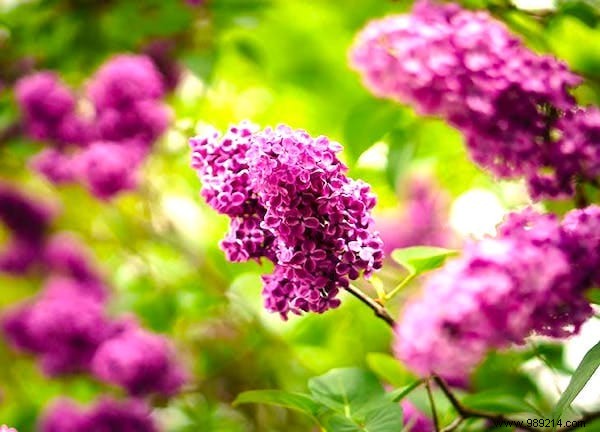 30 Proven Gardening Tips from Experts to Simplify Your Life