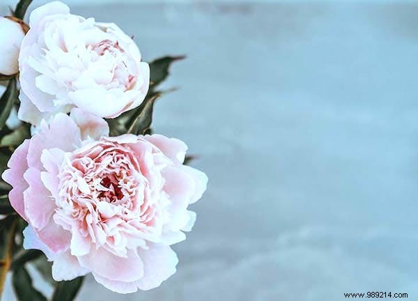 30 Proven Gardening Tips from Experts to Simplify Your Life