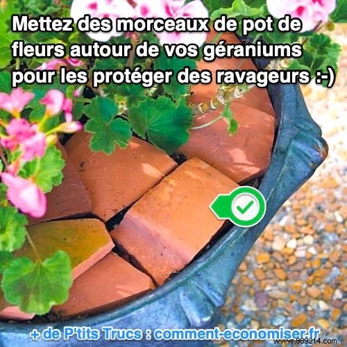 30 Proven Gardening Tips from Experts to Simplify Your Life