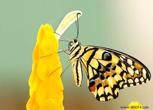 30 Proven Gardening Tips from Experts to Simplify Your Life