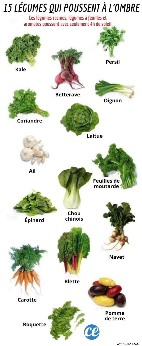 15 Shade-Tolerant Vegetables: Grow Fresh Produce with Minimal Sunlight