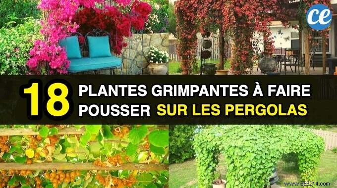 18 Best Climbing Plants for Pergolas: Expert Picks for Shade, Fragrance, and Beauty