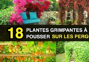 18 Best Climbing Plants for Pergolas: Expert Picks for Shade, Fragrance, and Beauty