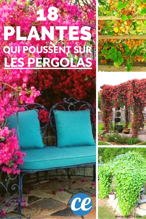 18 Best Climbing Plants for Pergolas: Expert Picks for Shade, Fragrance, and Beauty