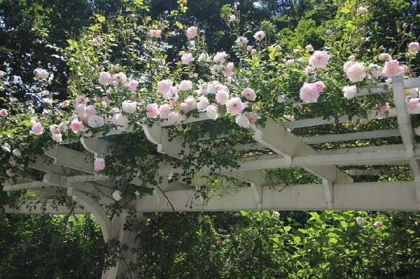 18 Best Climbing Plants for Pergolas: Expert Picks for Shade, Fragrance, and Beauty