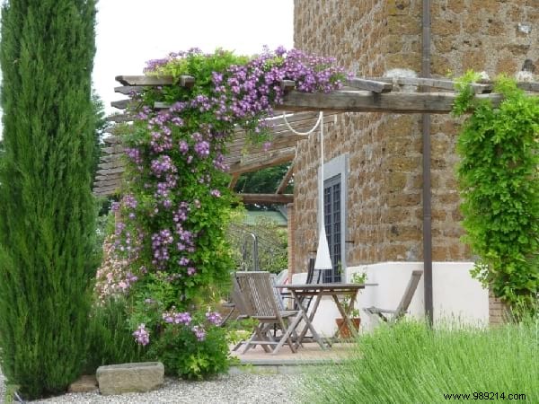18 Best Climbing Plants for Pergolas: Expert Picks for Shade, Fragrance, and Beauty