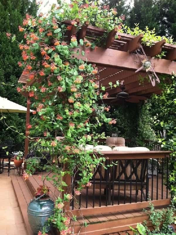 18 Best Climbing Plants for Pergolas: Expert Picks for Shade, Fragrance, and Beauty