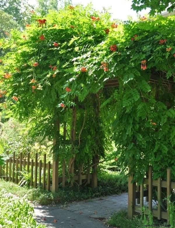 18 Best Climbing Plants for Pergolas: Expert Picks for Shade, Fragrance, and Beauty