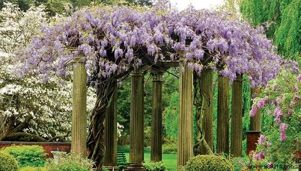 18 Best Climbing Plants for Pergolas: Expert Picks for Shade, Fragrance, and Beauty