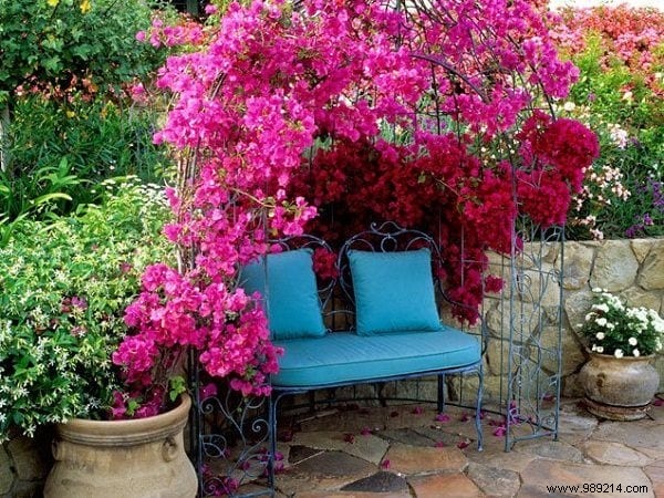 18 Best Climbing Plants for Pergolas: Expert Picks for Shade, Fragrance, and Beauty