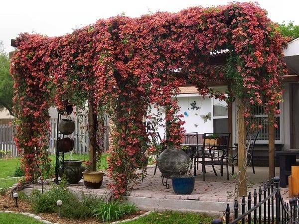 18 Best Climbing Plants for Pergolas: Expert Picks for Shade, Fragrance, and Beauty