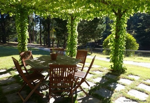 18 Best Climbing Plants for Pergolas: Expert Picks for Shade, Fragrance, and Beauty