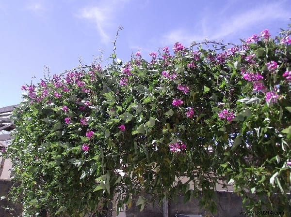 18 Best Climbing Plants for Pergolas: Expert Picks for Shade, Fragrance, and Beauty