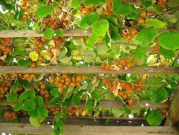 18 Best Climbing Plants for Pergolas: Expert Picks for Shade, Fragrance, and Beauty