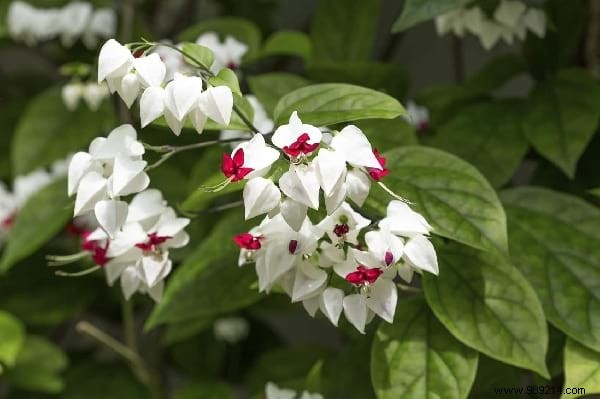 18 Best Climbing Plants for Pergolas: Expert Picks for Shade, Fragrance, and Beauty