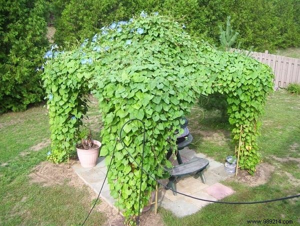 18 Best Climbing Plants for Pergolas: Expert Picks for Shade, Fragrance, and Beauty