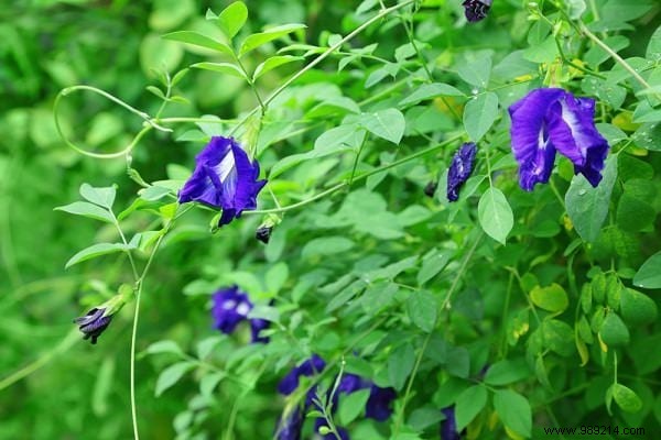 18 Best Climbing Plants for Pergolas: Expert Picks for Shade, Fragrance, and Beauty