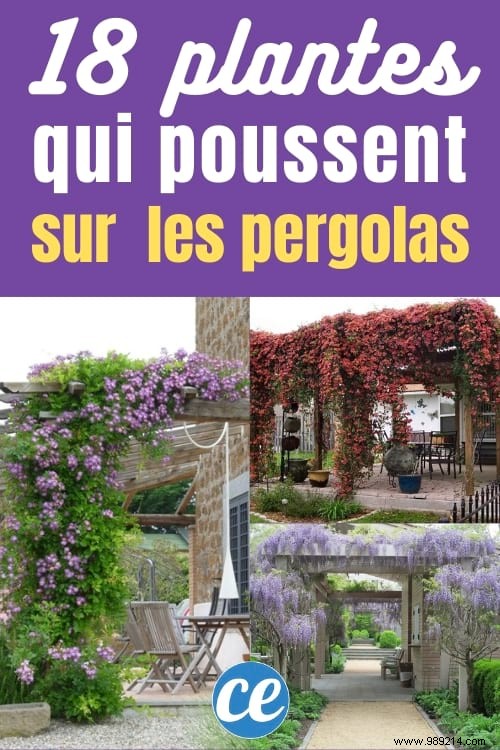 18 Best Climbing Plants for Pergolas: Expert Picks for Shade, Fragrance, and Beauty