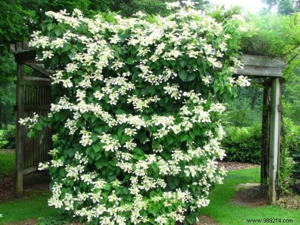 18 Best Climbing Plants for Pergolas: Expert Picks for Shade, Fragrance, and Beauty