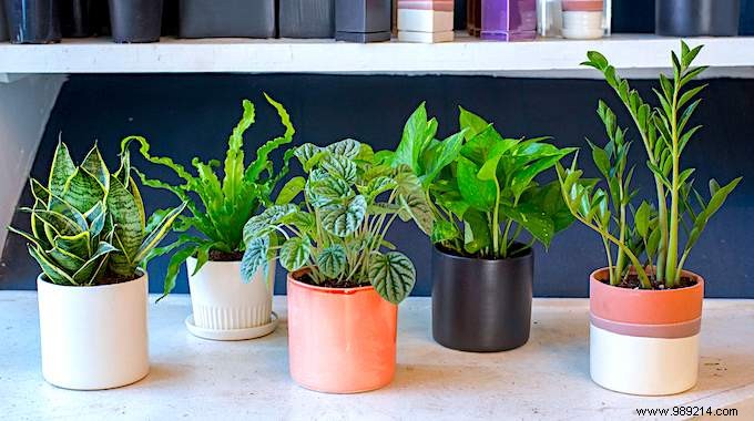 10 Foolproof Houseplants That Thrive on Neglect – Ideal for Beginners Without a Green Thumb