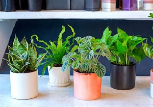 10 Foolproof Houseplants That Thrive on Neglect – Ideal for Beginners Without a Green Thumb