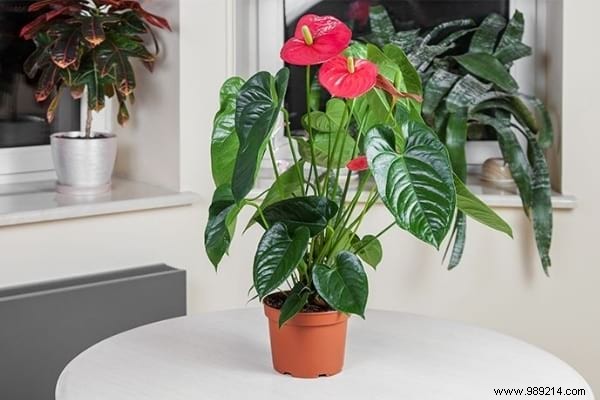 10 Foolproof Houseplants That Thrive on Neglect – Ideal for Beginners Without a Green Thumb
