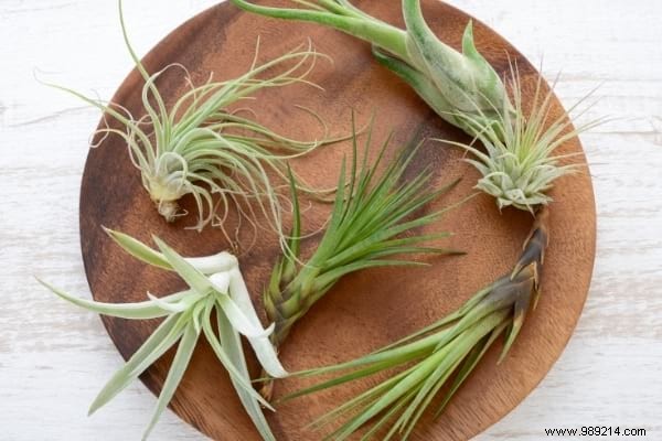 10 Foolproof Houseplants That Thrive on Neglect – Ideal for Beginners Without a Green Thumb