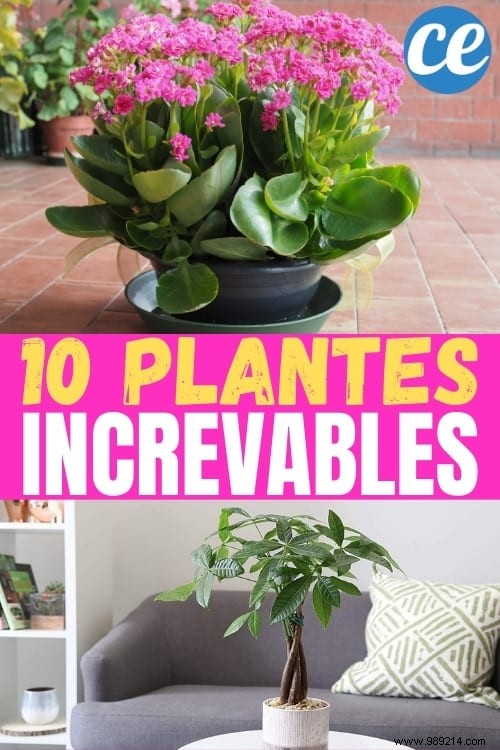 10 Foolproof Houseplants That Thrive on Neglect – Ideal for Beginners Without a Green Thumb