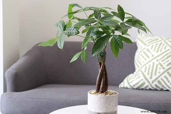 10 Foolproof Houseplants That Thrive on Neglect – Ideal for Beginners Without a Green Thumb