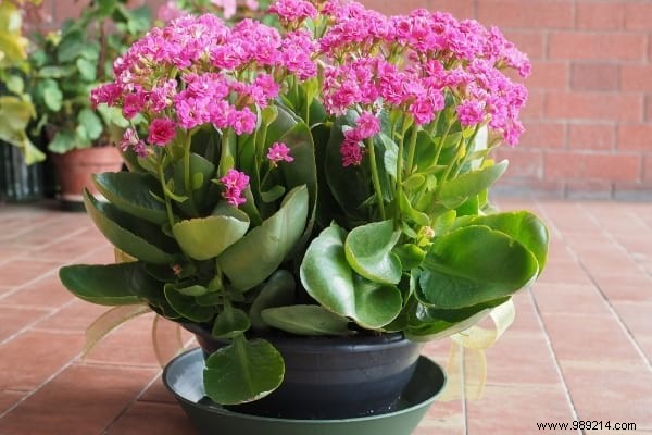 10 Foolproof Houseplants That Thrive on Neglect – Ideal for Beginners Without a Green Thumb