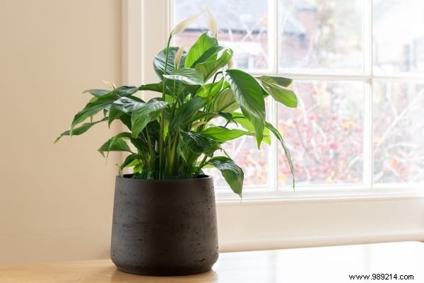 10 Foolproof Houseplants That Thrive on Neglect – Ideal for Beginners Without a Green Thumb
