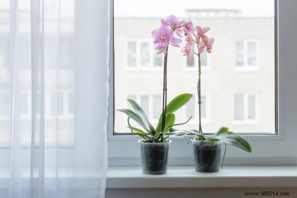 10 Foolproof Houseplants That Thrive on Neglect – Ideal for Beginners Without a Green Thumb