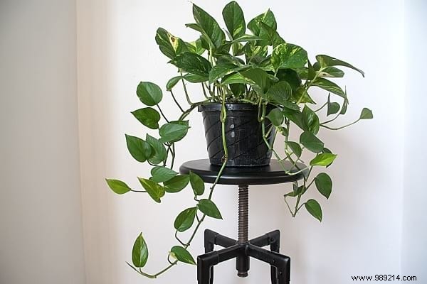 10 Foolproof Houseplants That Thrive on Neglect – Ideal for Beginners Without a Green Thumb