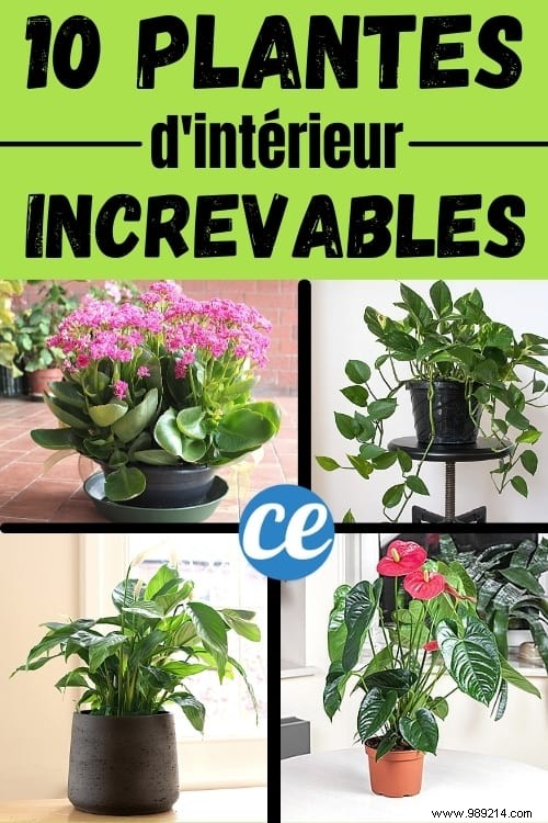 10 Foolproof Houseplants That Thrive on Neglect – Ideal for Beginners Without a Green Thumb