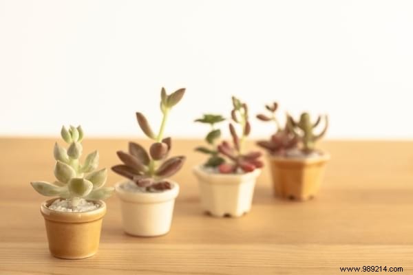 10 Foolproof Houseplants That Thrive on Neglect – Ideal for Beginners Without a Green Thumb