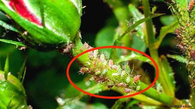 How to Eliminate Aphids on Roses Naturally: Proven Diatomaceous Earth Method