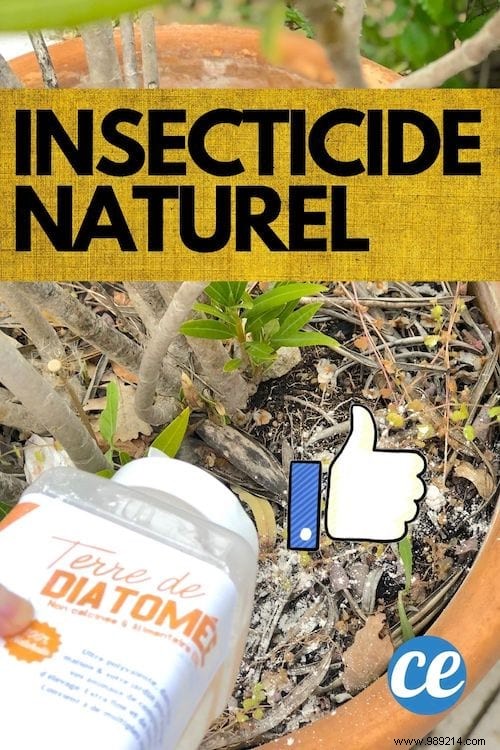 How to Eliminate Aphids on Roses Naturally: Proven Diatomaceous Earth Method