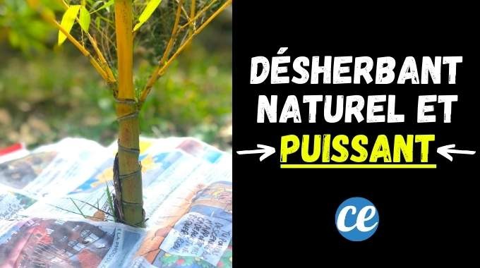 Effortless Natural Weed Killer: The Proven Newspaper Method for Gardens