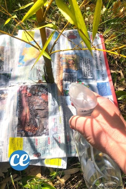 Effortless Natural Weed Killer: The Proven Newspaper Method for Gardens