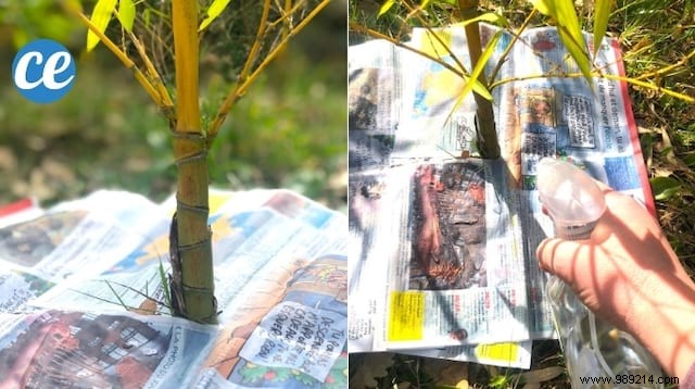 Effortless Natural Weed Killer: The Proven Newspaper Method for Gardens